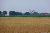 P1000590 Dutch windmill
